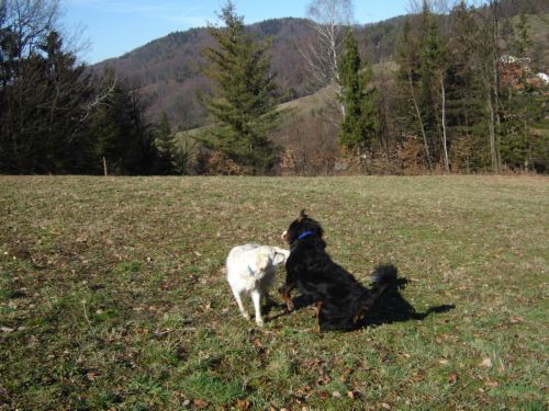 Taj, Taja in Bakon v Šmarju - 4.2.2007 - foto povečava