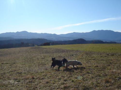 Taj, Taja in Bakon v Šmarju - 4.2.2007 - foto povečava