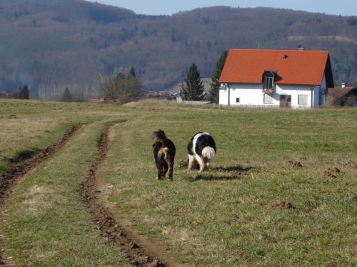 Taj pri Ateni na Krki - 5.2.2007 - foto povečava