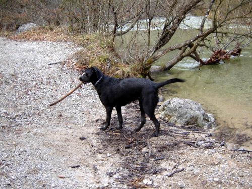 Taj in Maxi v Iškem Vindgarju - 27.2.2007 - foto