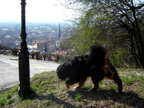 Taj in Bakon na Ljubljanskem Gradu - 16.3.200 - foto povečava