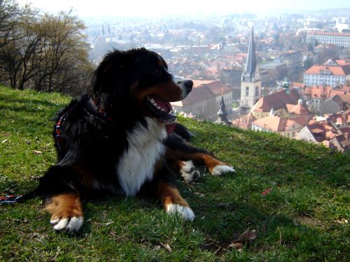 Taj in Bakon na Ljubljanskem Gradu - 16.3.200 - foto povečava