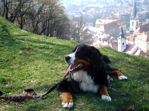 Taj in Bakon na Ljubljanskem Gradu - 16.3.200 - foto povečava