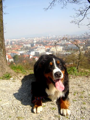 Taj in Bakon na Ljubljanskem Gradu - 16.3.200 - foto povečava