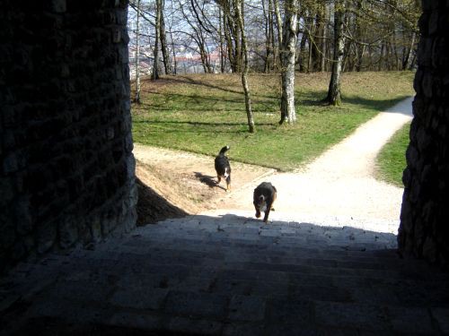 Taj in Bakon na Ljubljanskem Gradu - 16.3.200 - foto povečava