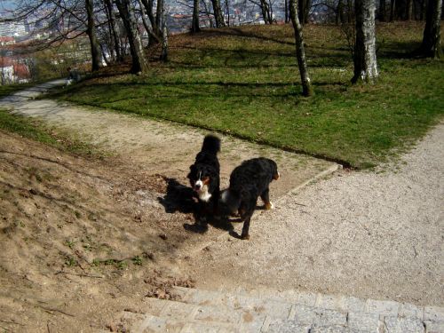 Taj in Bakon na Ljubljanskem Gradu - 16.3.200 - foto