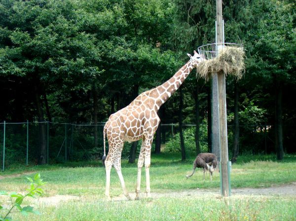 Taj, Thuja in Bak v ZOO-ju - 28.6.2007 - foto povečava