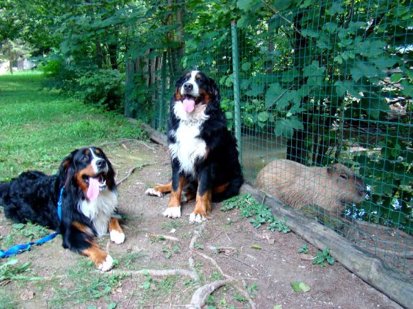 Taj, Thuja in Bak v ZOO-ju - 28.6.2007 - foto povečava