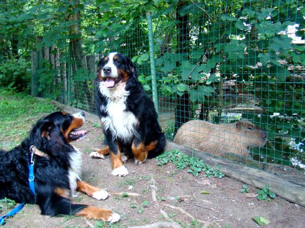 Taj, Thuja in Bak v ZOO-ju - 28.6.2007 - foto povečava