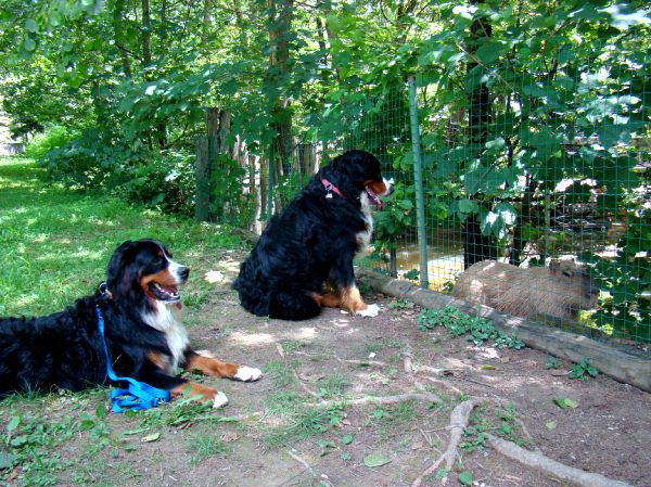 Taj, Thuja in Bak v ZOO-ju - 28.6.2007 - foto povečava