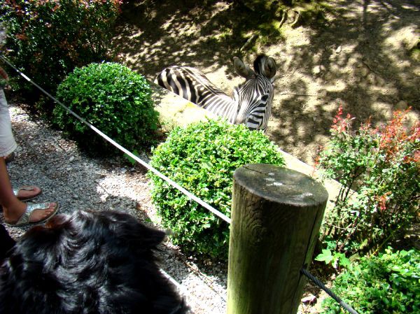 Taj, Thuja in Bak v ZOO-ju - 28.6.2007 - foto