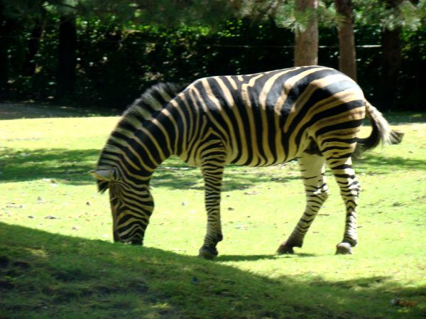 Taj, Thuja in Bak v ZOO-ju - 28.6.2007 - foto povečava