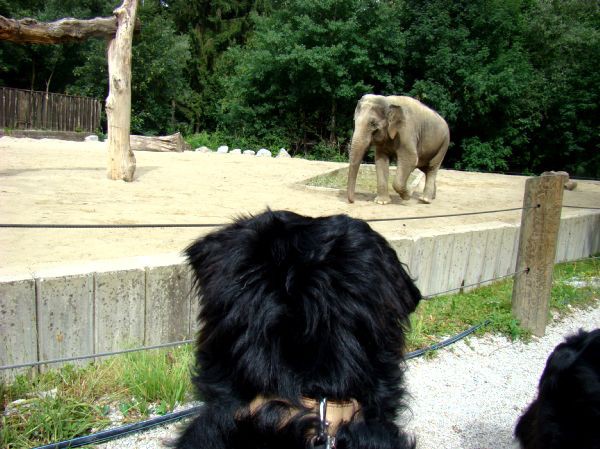 Taj, Thuja in Bak v ZOO-ju - 28.6.2007 - foto povečava