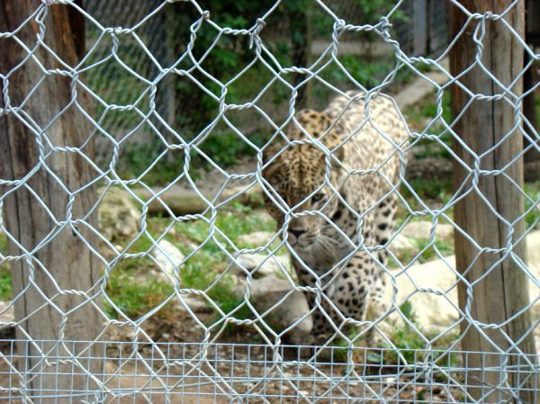 Taj, Thuja in Bak v ZOO-ju - 28.6.2007 - foto povečava