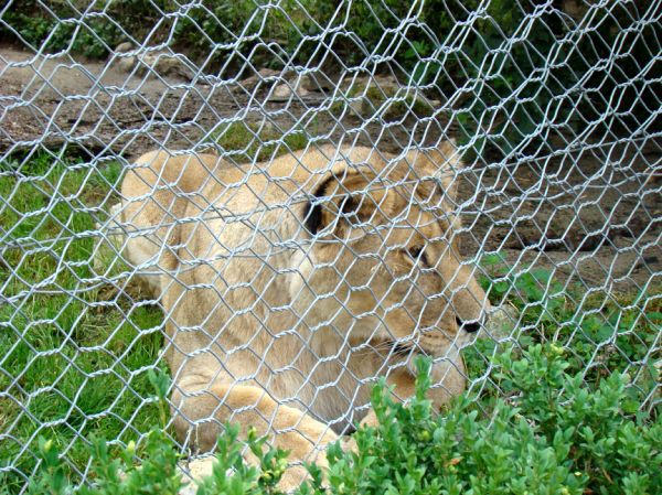 Taj, Thuja in Bak v ZOO-ju - 28.6.2007 - foto povečava