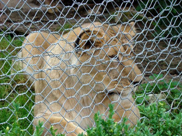 Taj, Thuja in Bak v ZOO-ju - 28.6.2007 - foto povečava