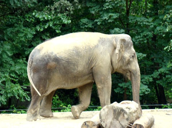 Taj, Thuja in Bak v ZOO-ju - 28.6.2007 - foto povečava