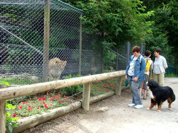 Taj, Thuja in Bak v ZOO-ju - 28.6.2007 - foto povečava