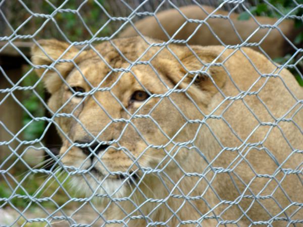 Taj, Thuja in Bak v ZOO-ju - 28.6.2007 - foto povečava