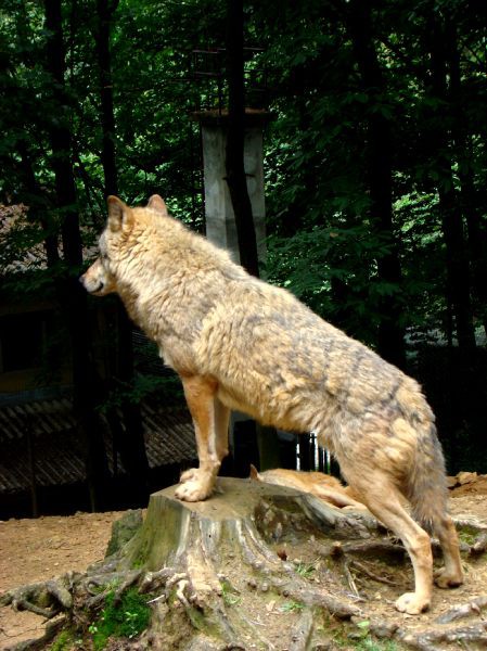 Taj, Thuja in Bak v ZOO-ju - 28.6.2007 - foto povečava