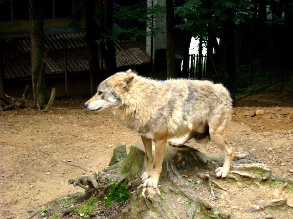 Taj, Thuja in Bak v ZOO-ju - 28.6.2007 - foto povečava