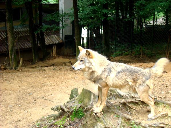 Taj, Thuja in Bak v ZOO-ju - 28.6.2007 - foto povečava