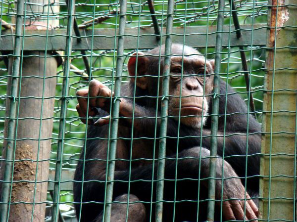 Taj, Thuja in Bak v ZOO-ju - 28.6.2007 - foto povečava