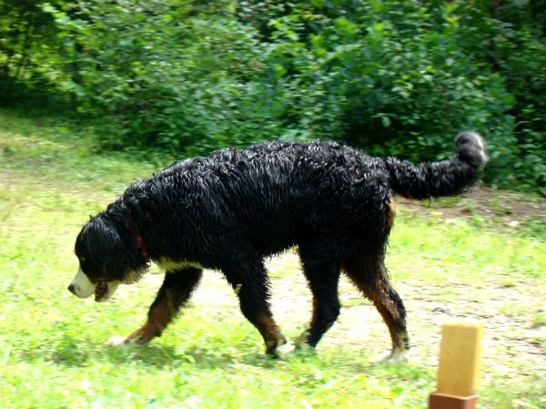 Berni sprehod v Iški Vindgar - 29.6.2007 - foto