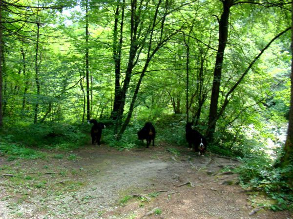 Berni sprehod v Iški Vindgar - 29.6.2007 - foto povečava