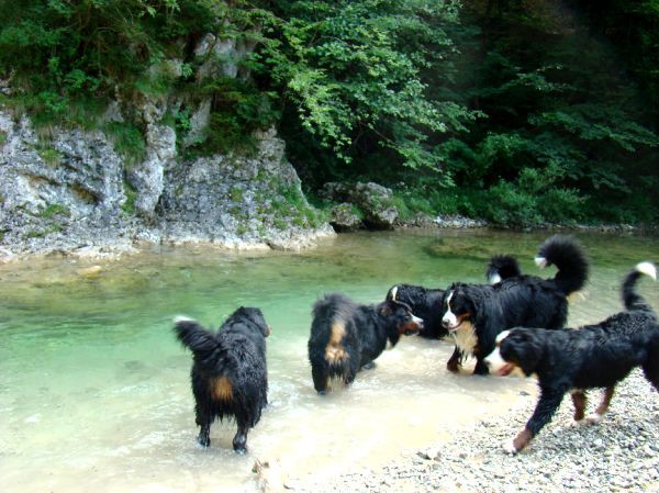 Berni sprehod v Iški Vindgar - 29.6.2007 - foto povečava