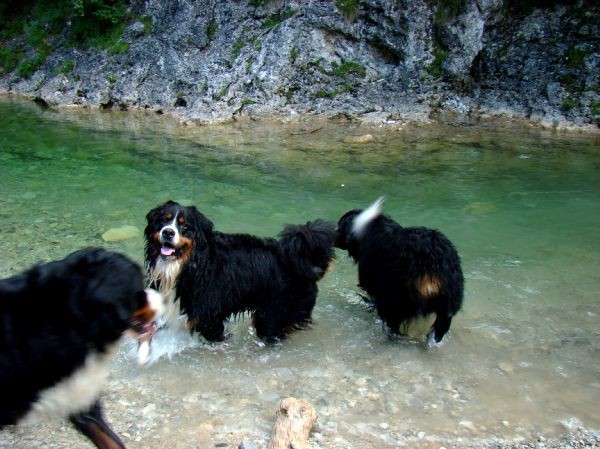 Berni sprehod v Iški Vindgar - 29.6.2007 - foto povečava