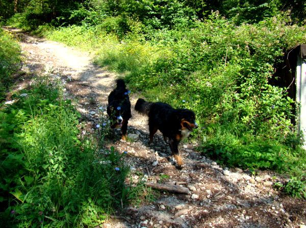 Berni sprehod v Iški Vindgar - 29.6.2007 - foto povečava