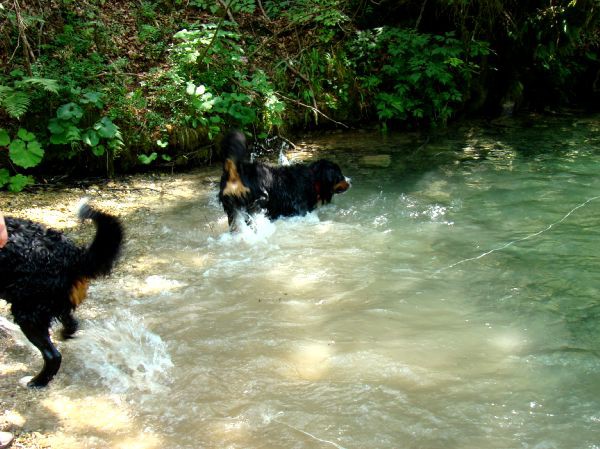 Taj, Rina, Atos in Best - Kamniška Bistrica - - foto povečava