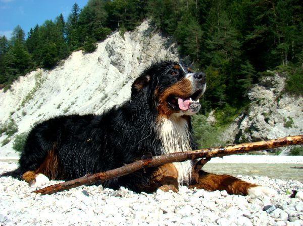 Taj - Kranjska Gora - 16.8.2007 - foto povečava