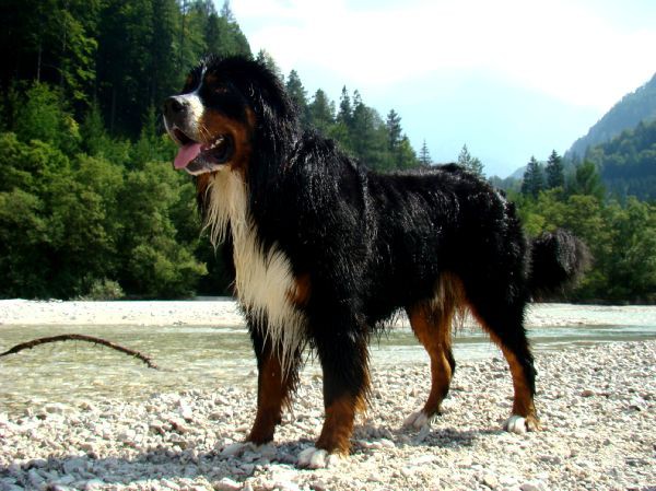 Taj - Kranjska Gora - 16.8.2007 - foto