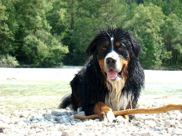 Taj - Kranjska Gora - 16.8.2007 - foto povečava