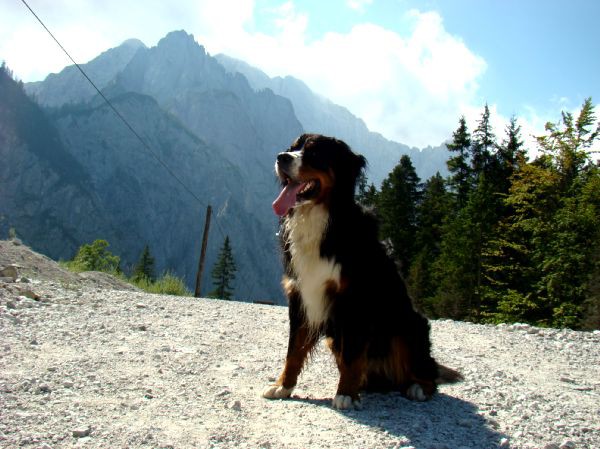 Taj - Kranjska Gora - 16.8.2007 - foto povečava