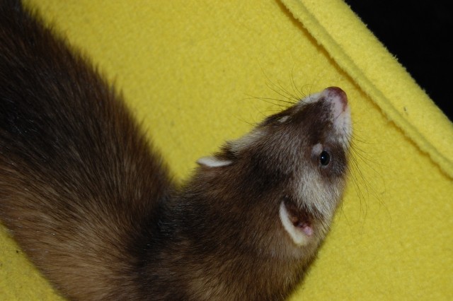 Ferret - maci - foto