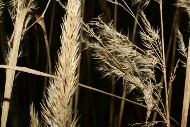 Narava - foto