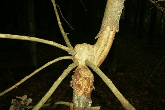Narava - foto