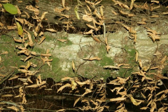 Narava - foto