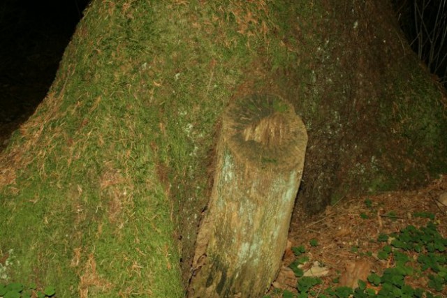 Narava - foto