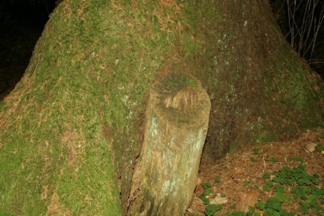 Narava - foto