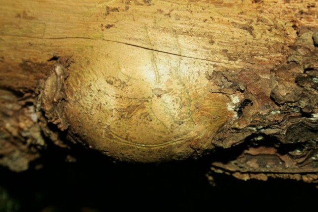 Narava - foto