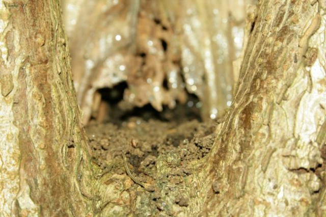 Narava - foto