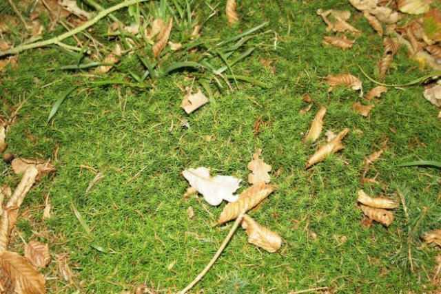 Narava - foto