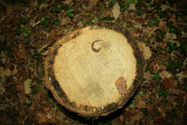 Narava - foto