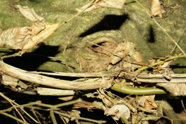 Narava - foto