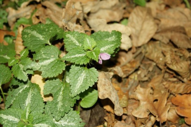 Narava - foto