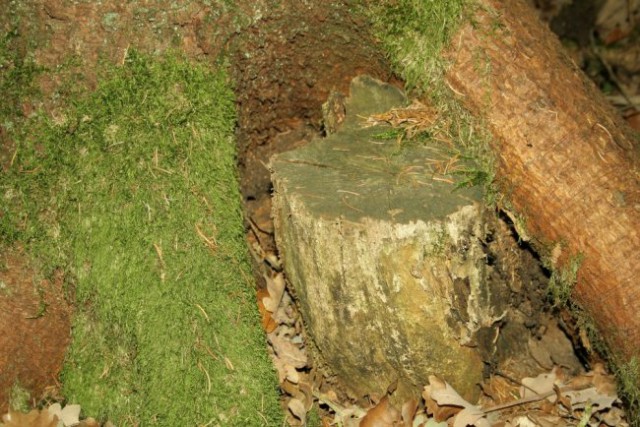 Narava - foto